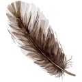 RWatercolor bird feather from wing isolated.