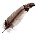 RWatercolor bird feather from wing isolated.