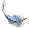 RWatercolor bird feather from wing isolated.