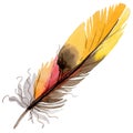 RWatercolor bird feather from wing isolated.