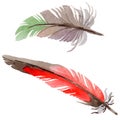 RWatercolor bird feather from wing isolated.