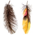 RWatercolor bird feather from wing isolated.