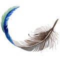 RWatercolor bird feather from wing isolated.