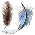 RWatercolor bird feather from wing isolated.