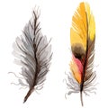 RWatercolor bird feather from wing isolated.