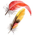 RWatercolor bird feather from wing isolated.