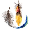 RWatercolor bird feather from wing isolated.