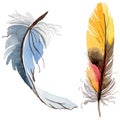 RWatercolor bird feather from wing isolated.