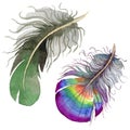 RWatercolor bird feather from wing isolated.