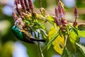 Rwenzori double-collared sunbird feeding