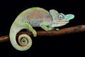 Rwenzori plate-nosed chameleon Kinyongia xenorhina