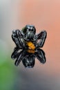 Rwflection hillus jumping spider with prey Royalty Free Stock Photo
