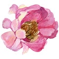 RWildflower peony flower in a watercolor style isolated.