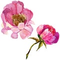 RWildflower peony flower in a watercolor style isolated.