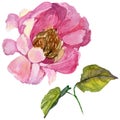 RWildflower peony flower in a watercolor style isolated.