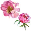 RWildflower peony flower in a watercolor style isolated.