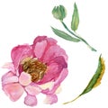 RWildflower peony flower in a watercolor style isolated.