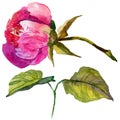 RWildflower peony flower in a watercolor style isolated.