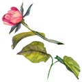 RWildflower peony flower in a watercolor style isolated.