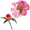 RWildflower peony flower in a watercolor style isolated.