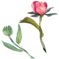 RWildflower peony flower in a watercolor style isolated.