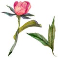 RWildflower peony flower in a watercolor style isolated.