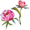 RWildflower peony flower in a watercolor style isolated.