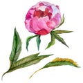 RWildflower peony flower in a watercolor style isolated.