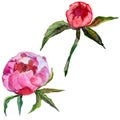 RWildflower peony flower in a watercolor style isolated.