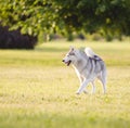 Rwo beautiful siberian husky dogs Royalty Free Stock Photo