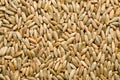 Rye background Royalty Free Stock Photo