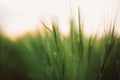 Rye or barley green stems in sunset light in summer field, selective focus. Herbs and wheat close up in warm light, summer in Royalty Free Stock Photo