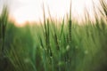 Rye or barley green stems in sunset light in summer field, selective focus. Herbs and wheat close up in warm light, summer in Royalty Free Stock Photo