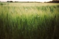 Rye or barley green stems in sunset light in summer field, selective focus. Herbs and wheat in warm light, summer in countryside. Royalty Free Stock Photo