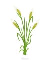 Rye, barley or wheat plant. Vector illustration. Secale cereale. Agriculture cultivated plant. Green leaves. Flat color Royalty Free Stock Photo