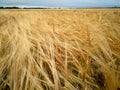 Rye bread rye flour field agriculture agronomist crop production agriculture cereals spikelets gold fields ears crops field work Royalty Free Stock Photo