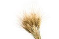 Rye bunch isolated on white background. Grain bouquet