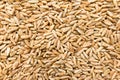 Rye cereal grain. Closeup of grains, background use.