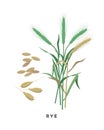 Rye cereal grass and grains - vector botanical illustration in flat design isolated on white background.