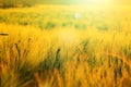 Rye crop field in sunset. Barley field in sunset. A summer sunset over grass field