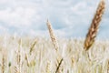 The rye crop Secale cereale on the field