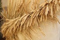 Rye dried ripe ears of corn harvested on the field are braided around a stone column Royalty Free Stock Photo