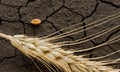 Rye ear and grain on waterless land Royalty Free Stock Photo
