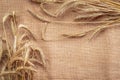 Rye ear. Whole, barley, harvest wheat sprouts. Wheat grain ear or rye spike plant on linen texture or brown natural Royalty Free Stock Photo