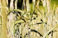 Rye ears are a cultivated herbaceous cereal plant. It is used for the production of flour, starch, kvass, alcohols and in folk