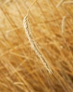 Rye ears Royalty Free Stock Photo