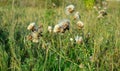 Rye ears and dry grass