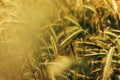 Rye ears in field, cereal crops ripening in cultivated plantation Royalty Free Stock Photo