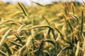 Rye ears in field, cereal crops ripening in cultivated plantation Royalty Free Stock Photo