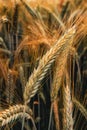 Rye ears in field, cereal crops ripening in cultivated plantation Royalty Free Stock Photo